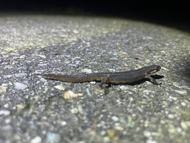 240208 Kleine watersalamander Natuurlijk Delfland